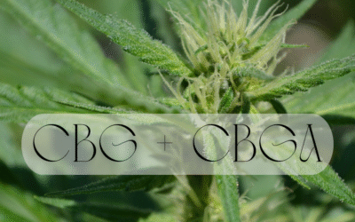 CBG & CBGA: The Foundational Cannabinoids You’ve Never Heard Of