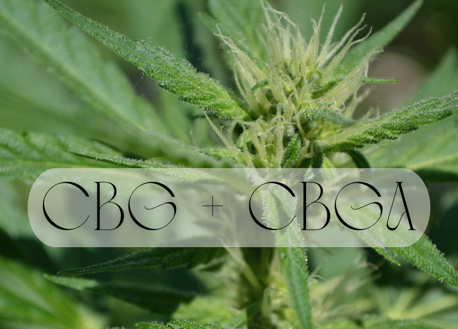 CBG & CBGA: The Foundational Cannabinoids You’ve Never Heard Of